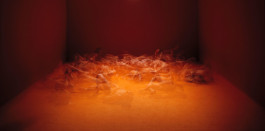 Brigitte Maria Mayer